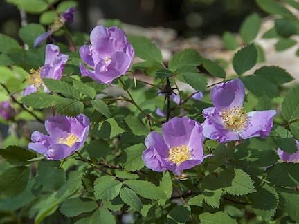 Wild roses