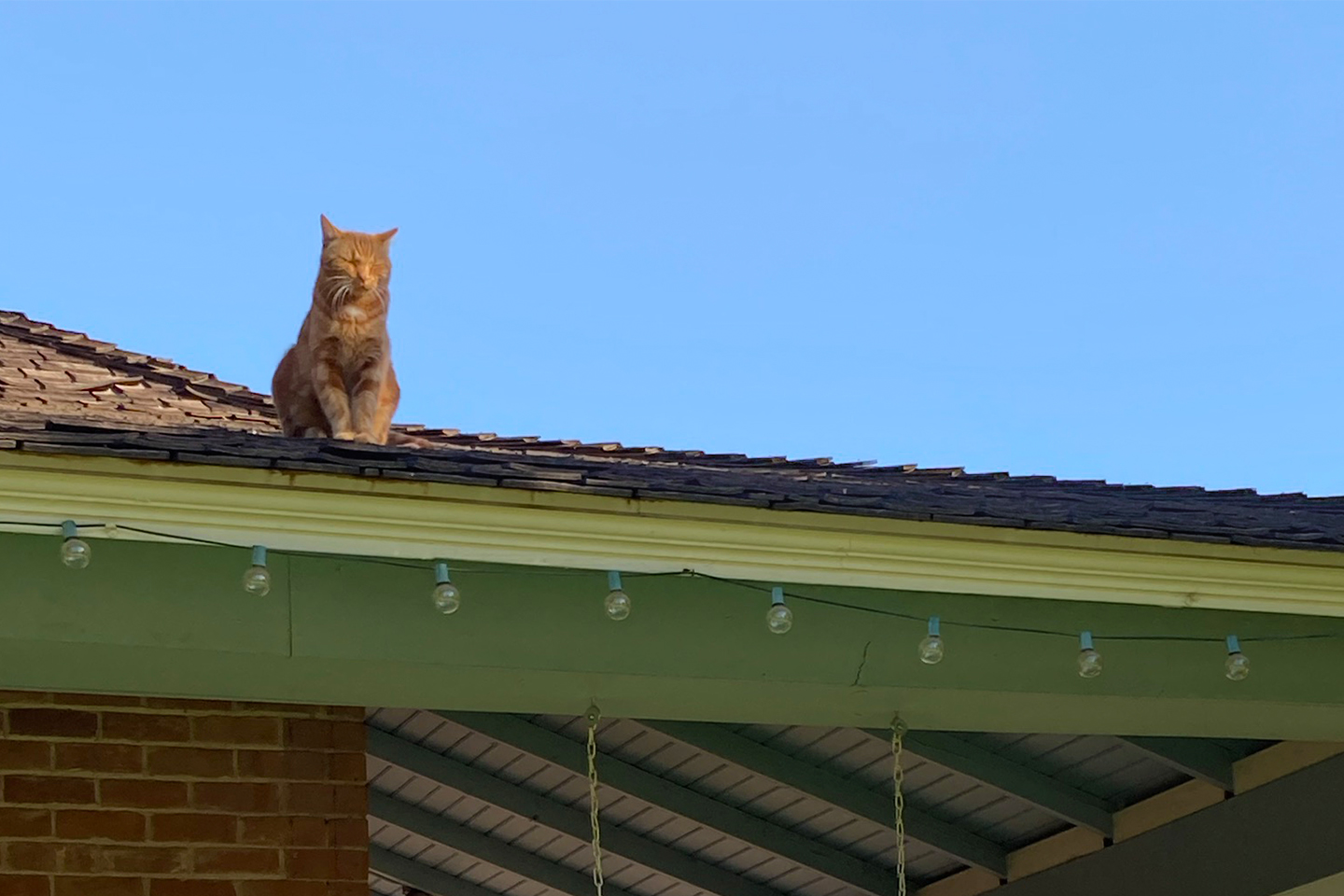 A picture of an orange cat, sitting in the sun on the roof of a historical building at The Square PHX.