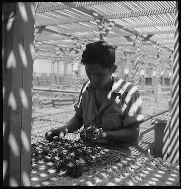 A black and white picture of a man planting seedlings in the dappled sunlight inside a lath house at the Manzanar internment camp.