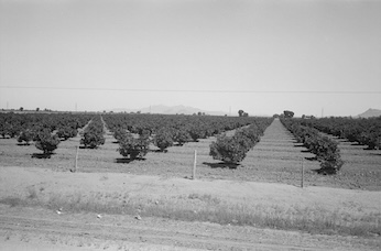 A black and white photo of an Arizona citrus orchard with several long lines of trees.