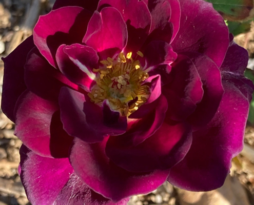 dark-purple-rose
