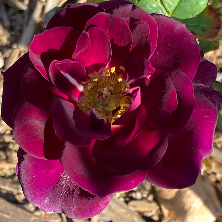 dark-purple-rose