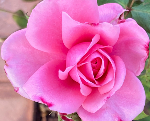 hot-pink-rose