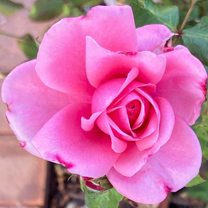 hot-pink-rose
