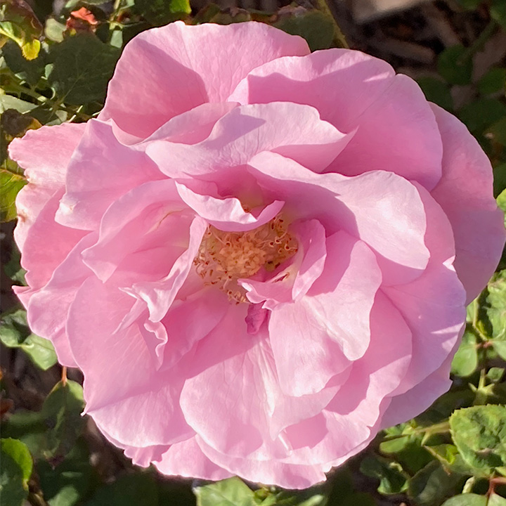 light-pink-rose