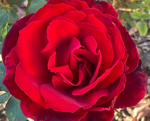 red-rose