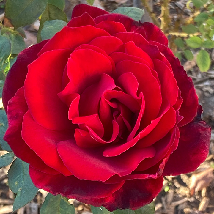 red-rose