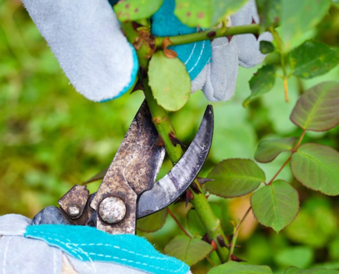 rose-pruning-square