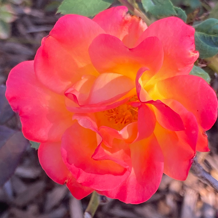 sunset-rose