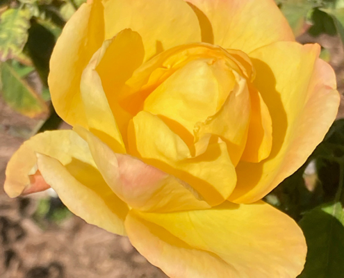 yellow-rose